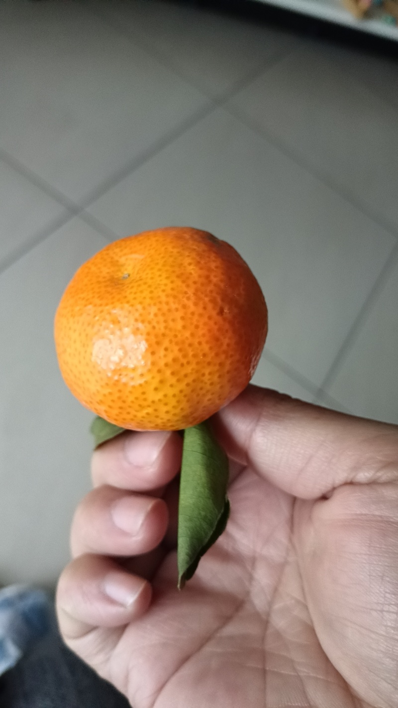 广东沙糖桔，欢迎合作对接，市场货，电商货，商超货