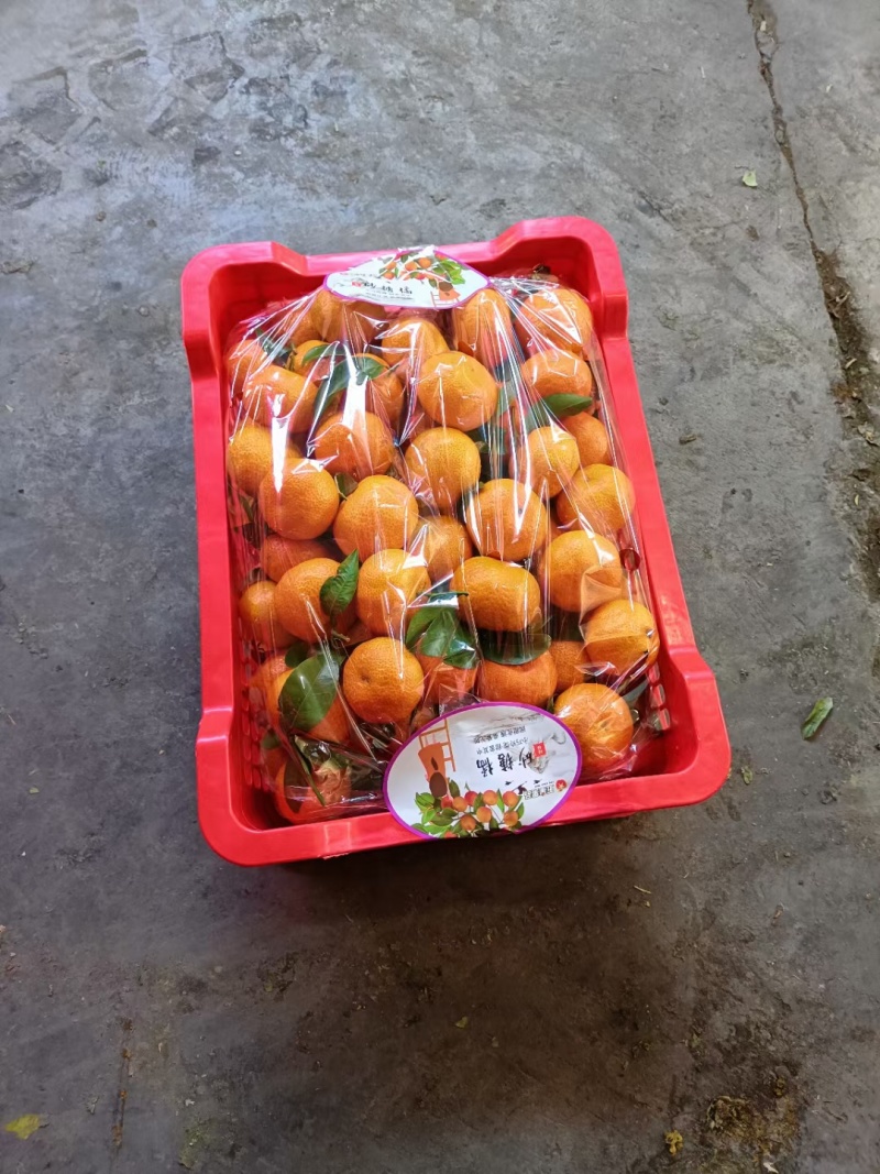 广东沙糖桔，欢迎合作对接，市场货，电商货，商超货