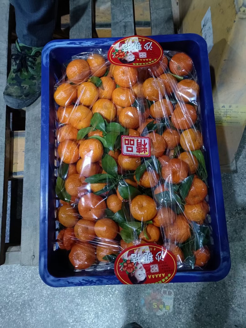 广东沙糖桔，欢迎合作对接，市场货，电商货，商超货