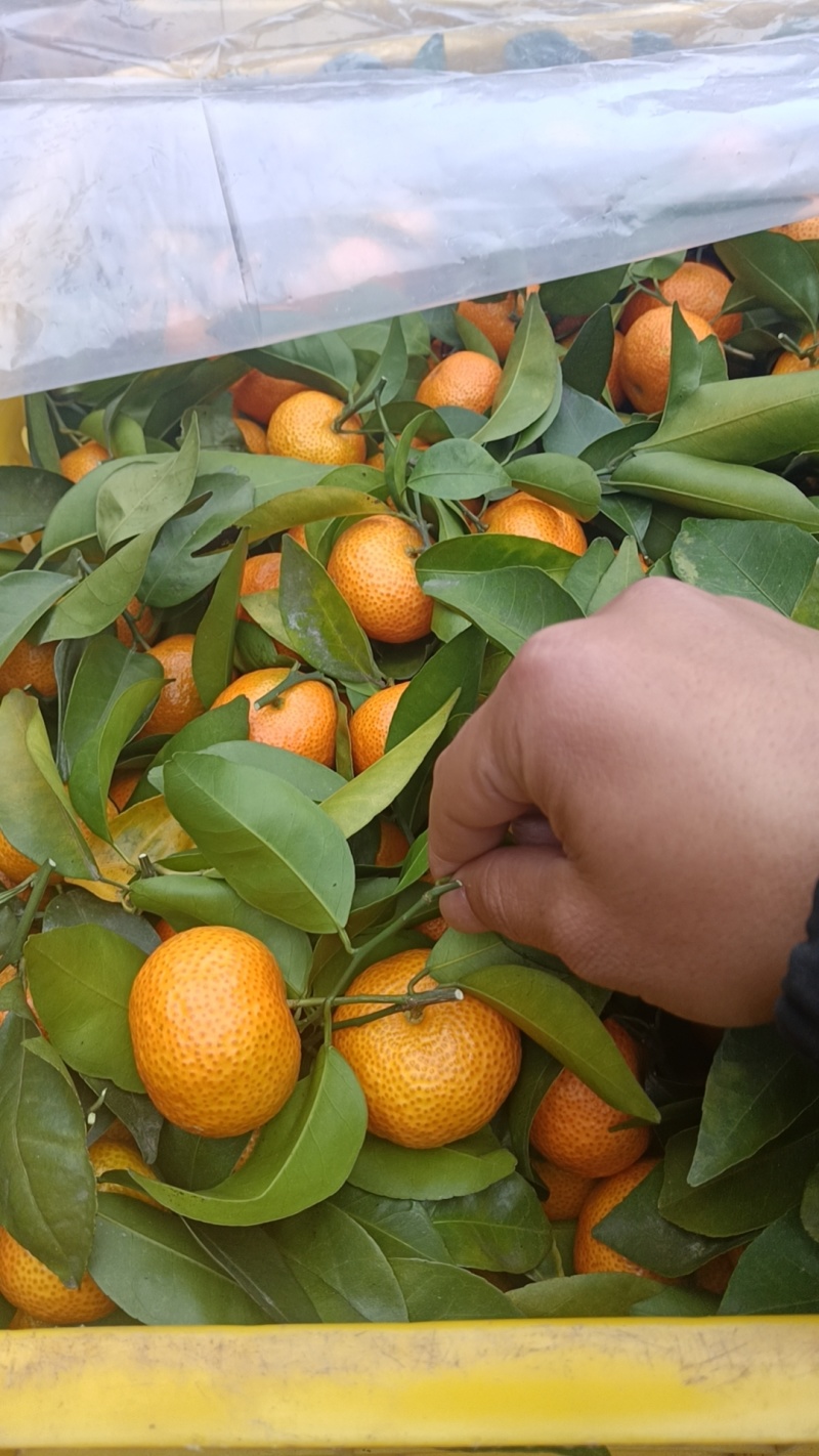 广东沙糖桔，欢迎合作对接，市场货，电商货，商超货