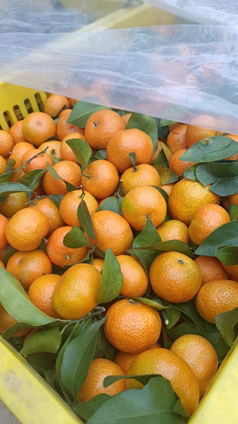 广东沙糖桔，欢迎合作对接，市场货，电商货，商超货