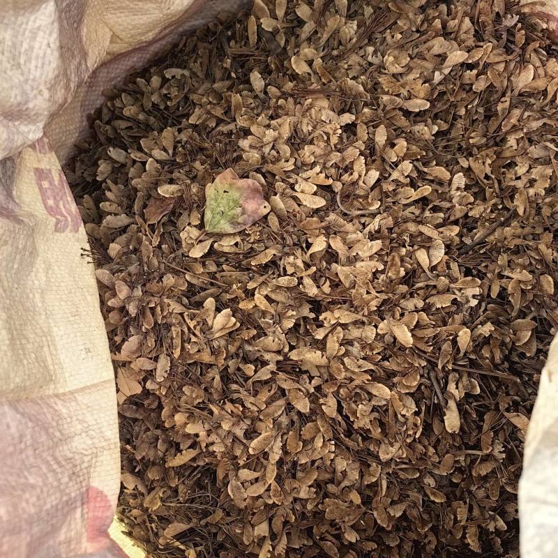 小叶三角枫种子