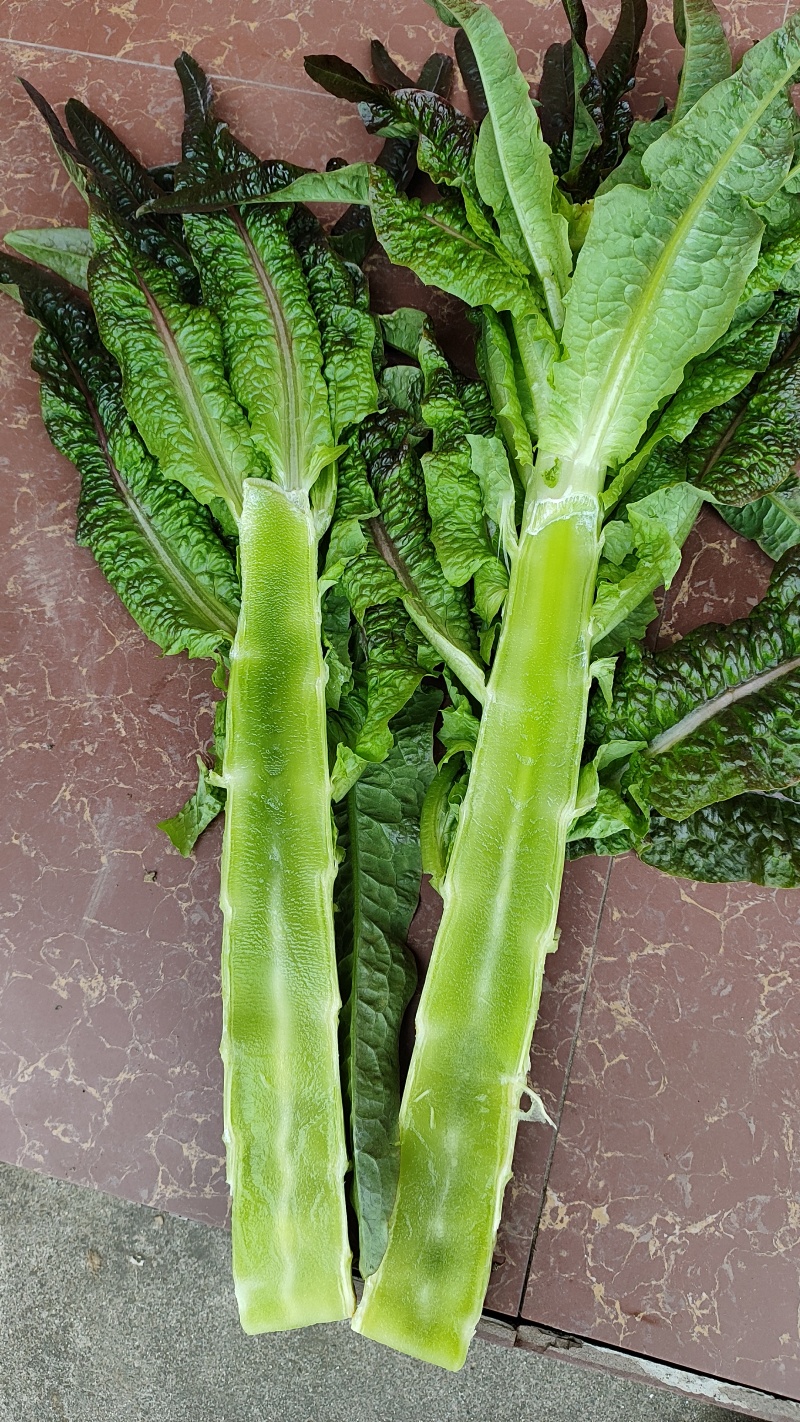 莴笋湖北精品莴笋，嫩直，基地直采，量大质优