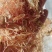 虾头整个高温水煮南美虾头饲料