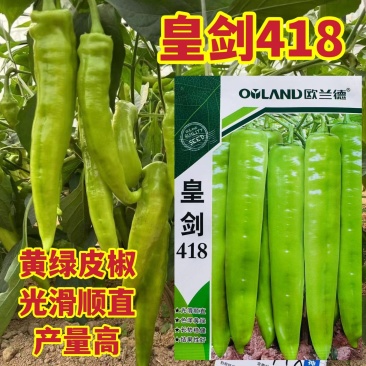 皇剑418辣椒种子黄绿皮辣椒种子大果黄绿色牛角椒种子高产