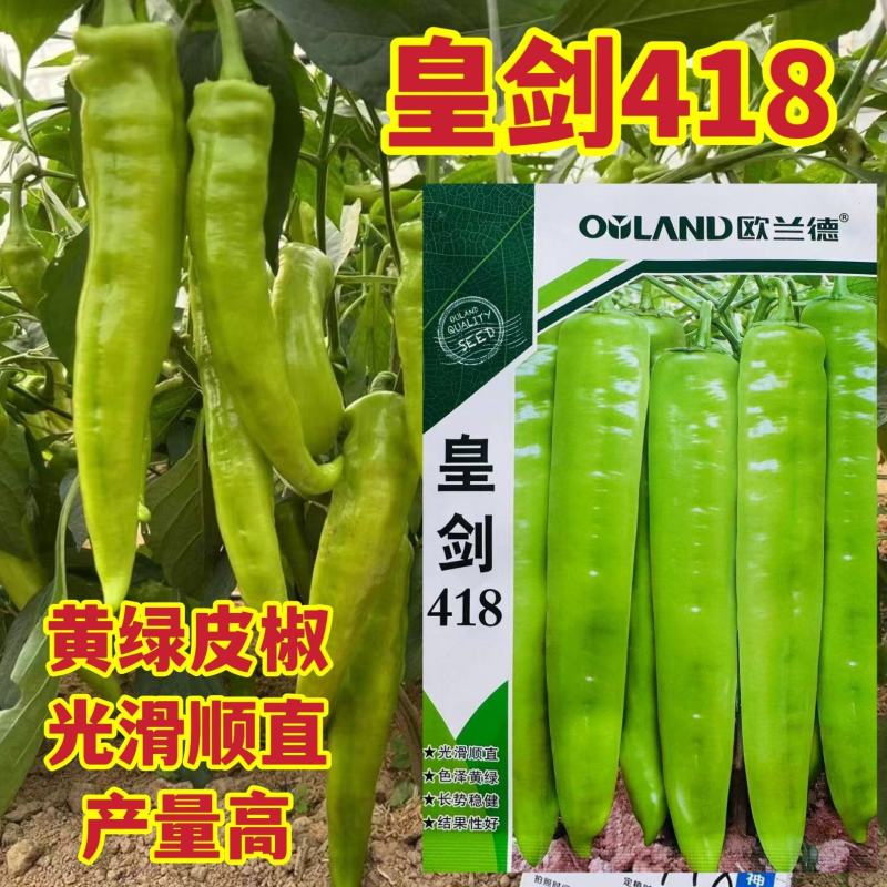 皇剑418辣椒种子黄绿皮辣椒种子大果黄绿色牛角椒种子高产