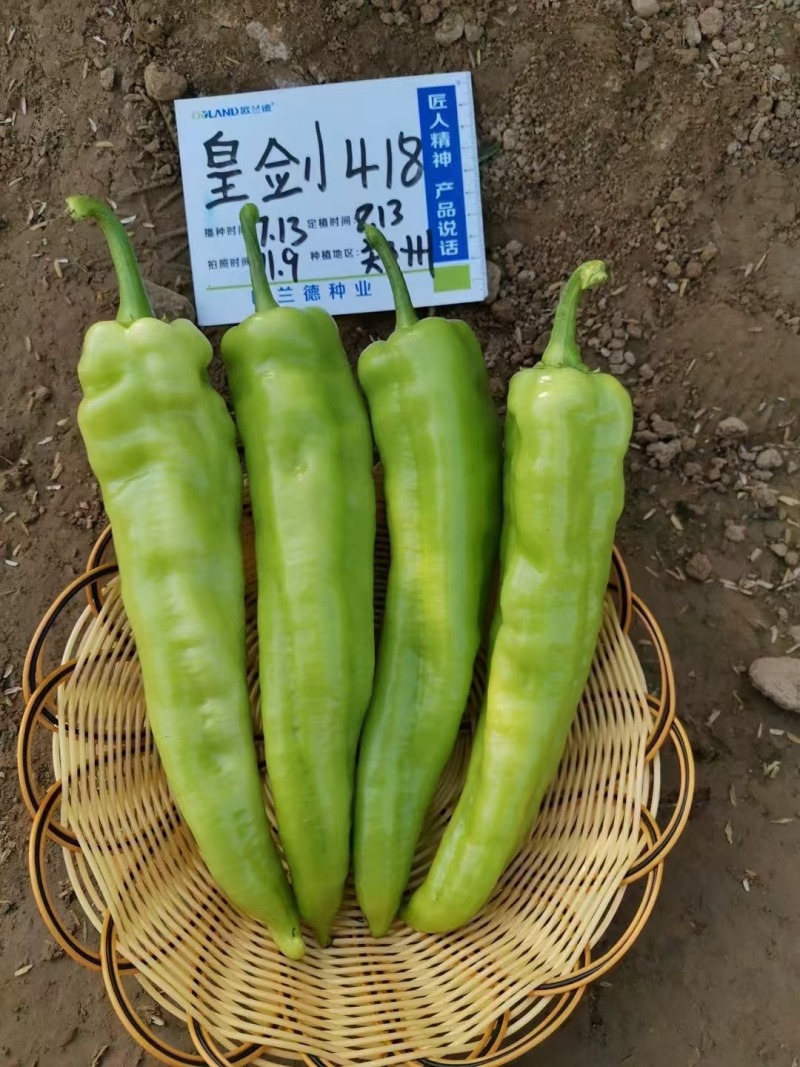 皇剑418辣椒种子黄绿皮辣椒种子大果黄绿色牛角椒种子高产