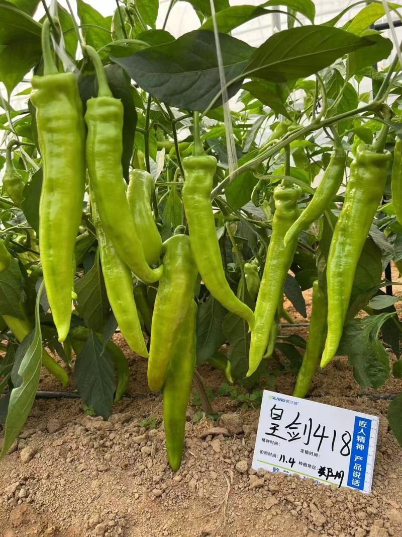 皇剑418辣椒种子黄绿皮辣椒种子大果黄绿色牛角椒种子高产