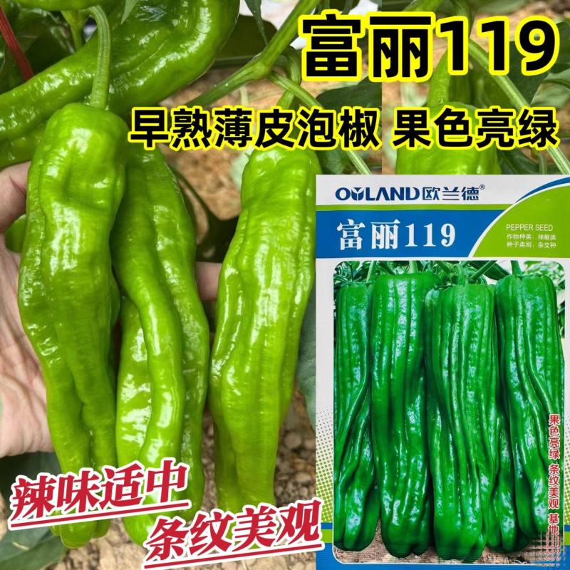 欧兰德辣椒种子富丽119薄皮椒种子大果泡椒种子条纹美观