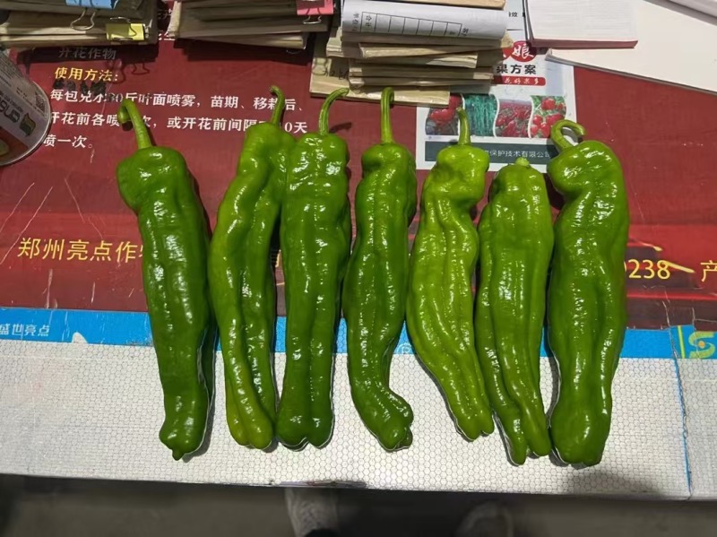 欧兰德辣椒种子富丽119薄皮椒种子大果泡椒种子条纹美观