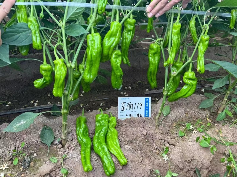 欧兰德辣椒种子富丽119薄皮椒种子大果泡椒种子条纹美观