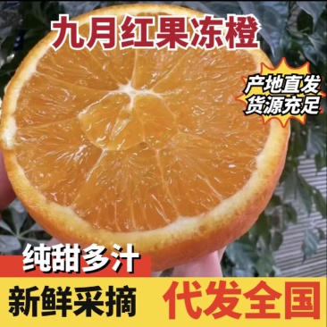 九月红脐橙皮薄多汁保质保量可对接商超市场