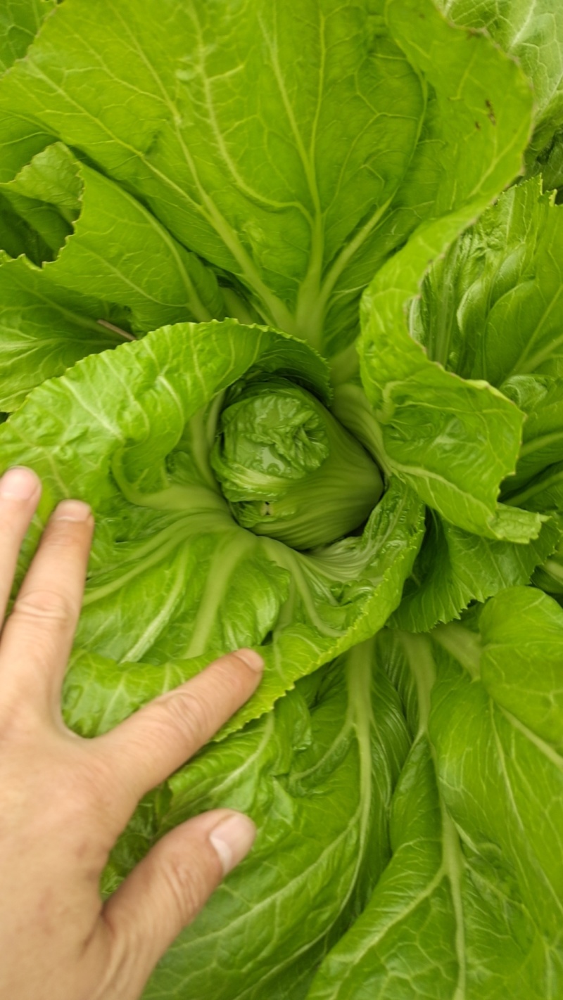 芥菜现货大量供应：2/31斤左右，3/5斤左右，芥菜球等