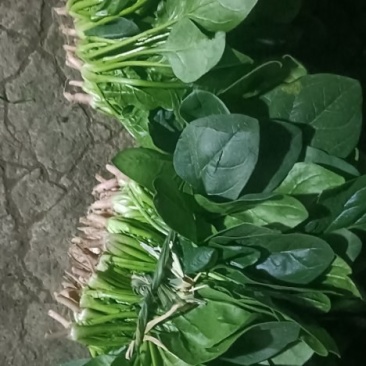 菠菜