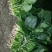 菠菜
