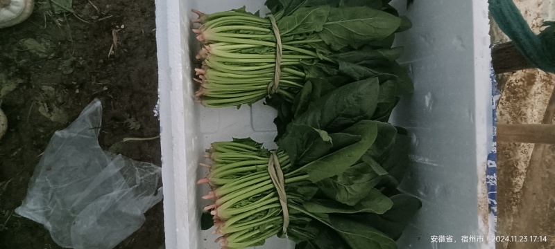 菠菜