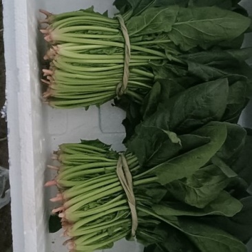 菠菜