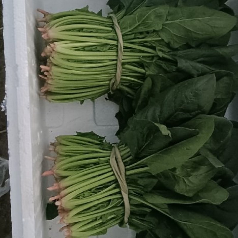 菠菜