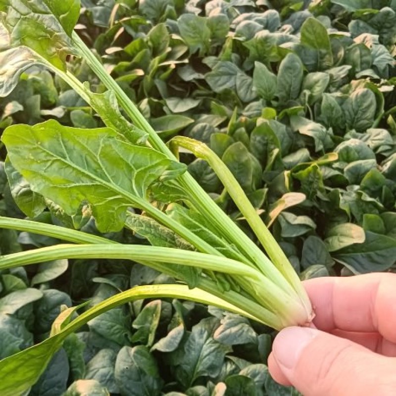 菠菜