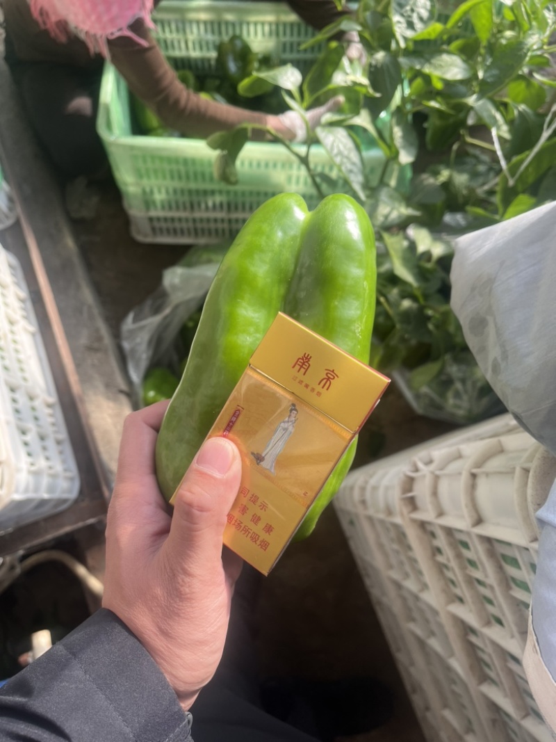 精品太空椒太空椒
