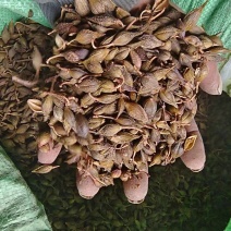 水煮青药