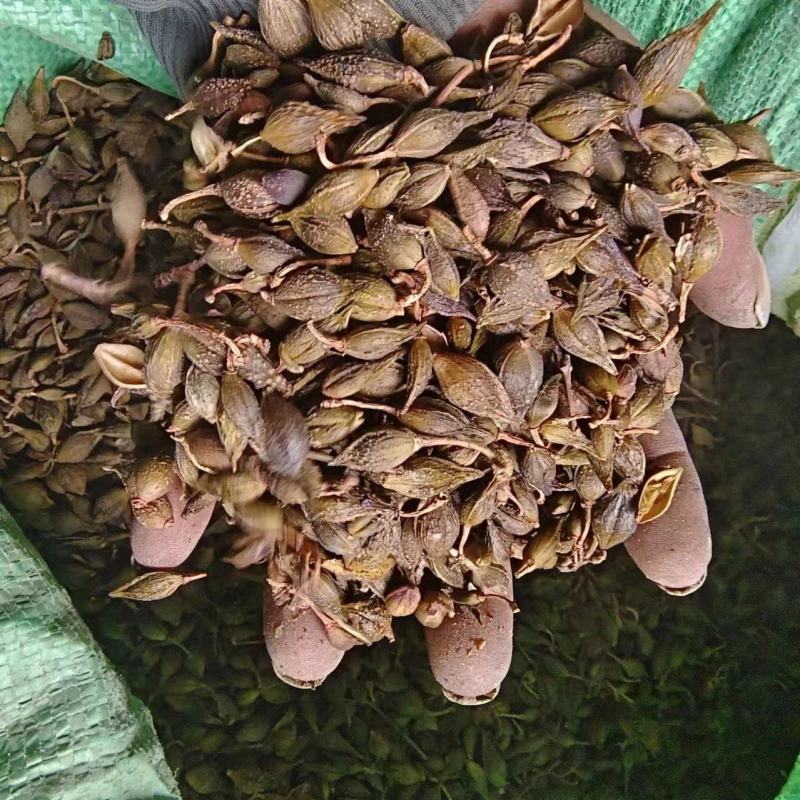 水煮青药