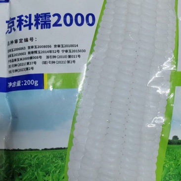 糯玉米种子，京科糯2000，白玉米，甜玉米，