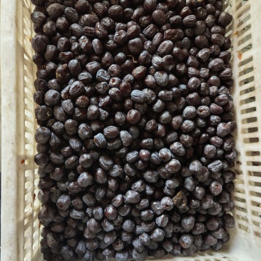 太行山无核黑枣