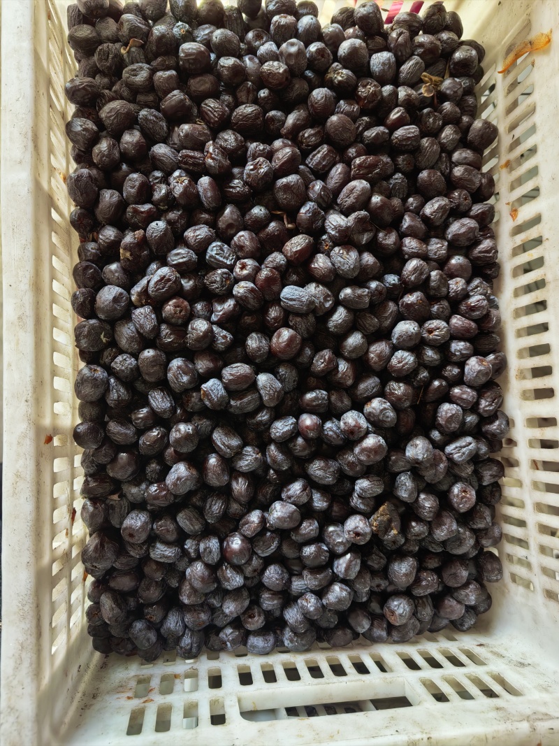 太行山无核黑枣