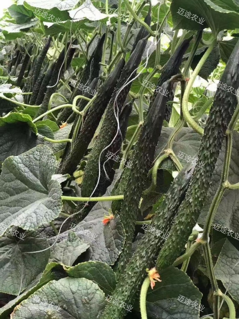嫁接黄瓜苗绿瓤短把黑油亮产量高抗病能力强