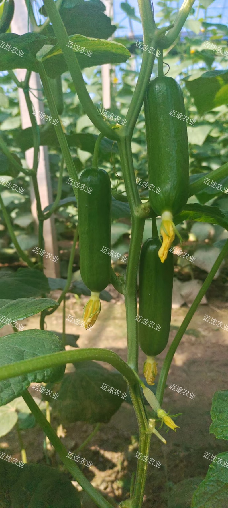 嫁接黄瓜苗绿瓤短把黑油亮产量高抗病能力强