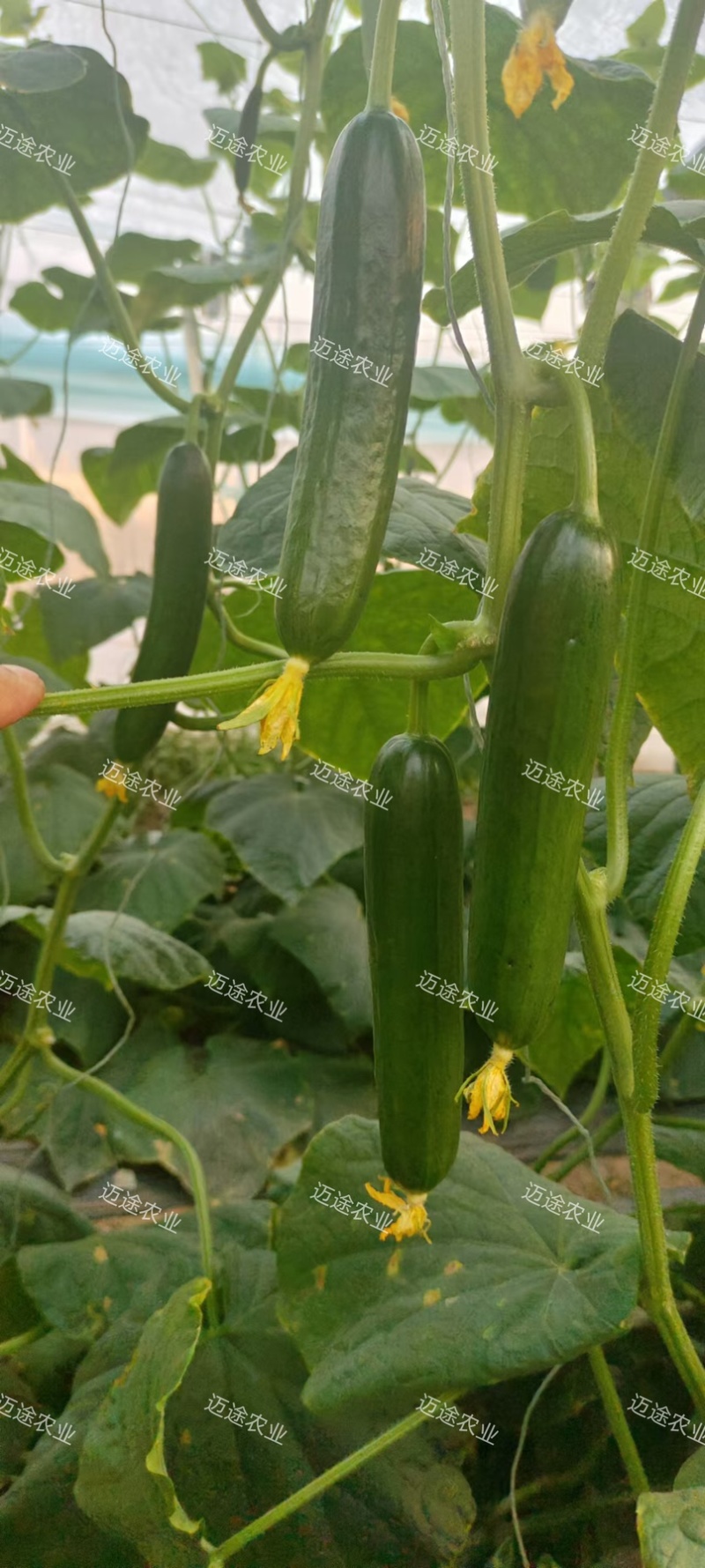嫁接黄瓜苗绿瓤短把黑油亮产量高抗病能力强
