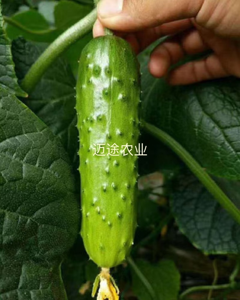 嫁接黄瓜苗绿瓤短把黑油亮产量高抗病能力强