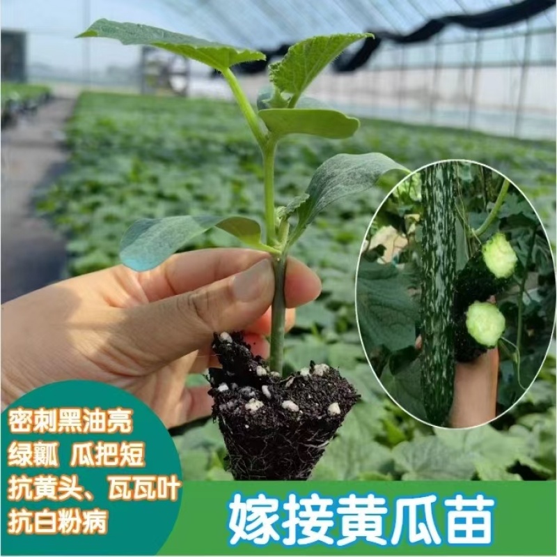 嫁接黄瓜苗绿瓤短把黑油亮产量高抗病能力强