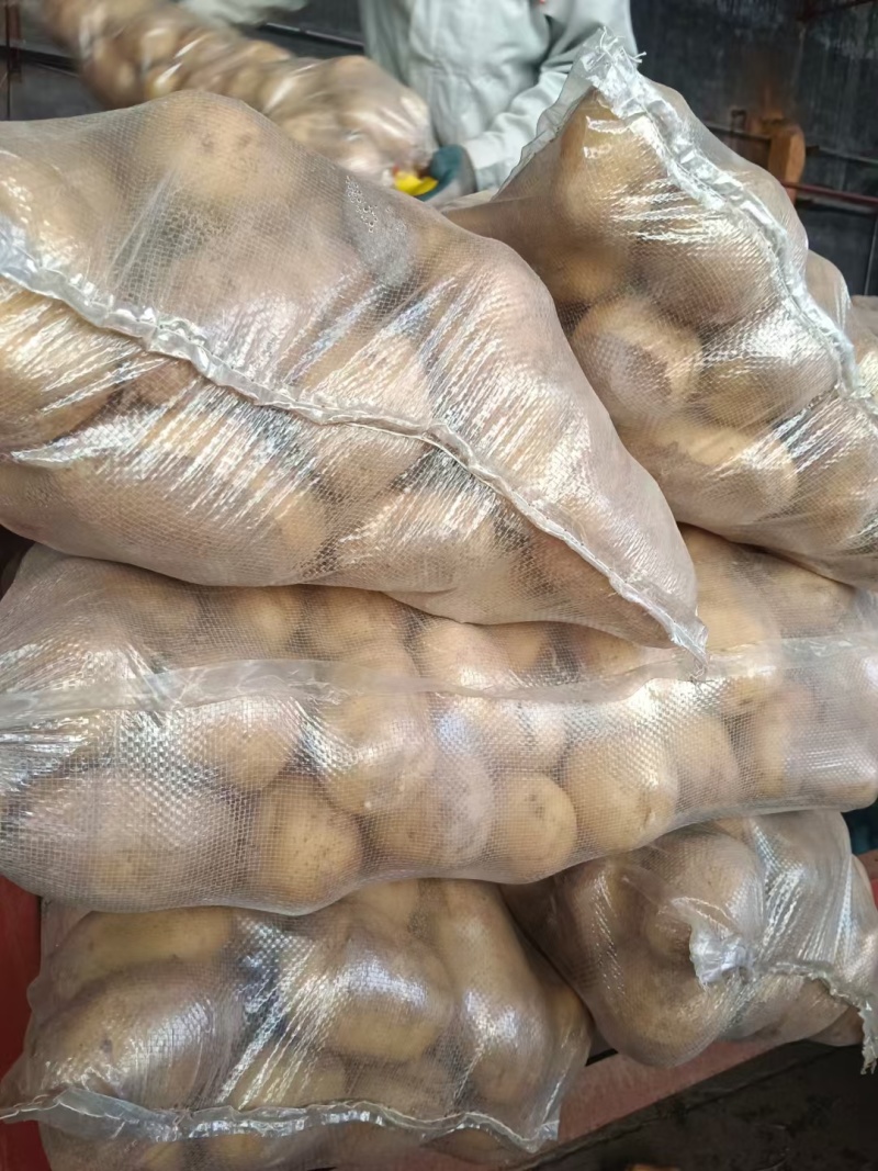 黄皮黄芯荷兰十五