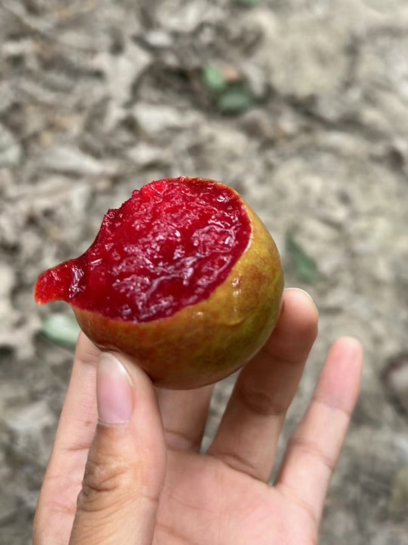 恐龙蛋李子苗