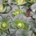 四川鸡心白大量上市！全国代发