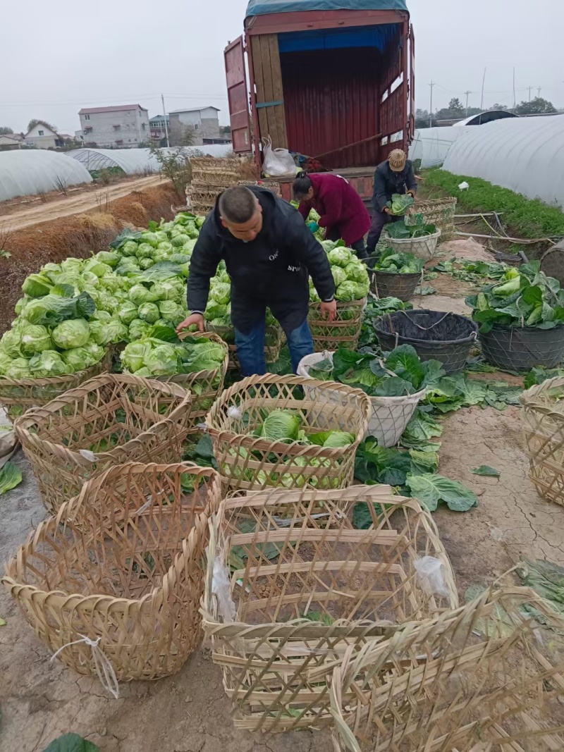 四川鸡心白大量上市！全国代发