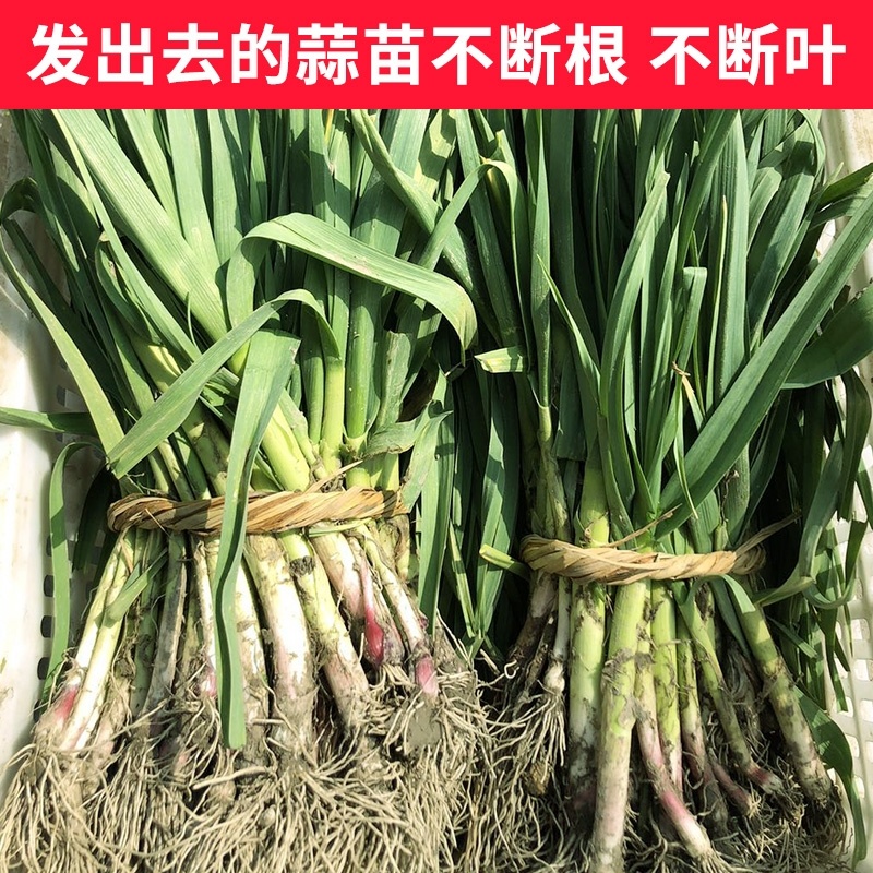 实力供货一点红蒜苗产地看货论价保质保量欢迎订购