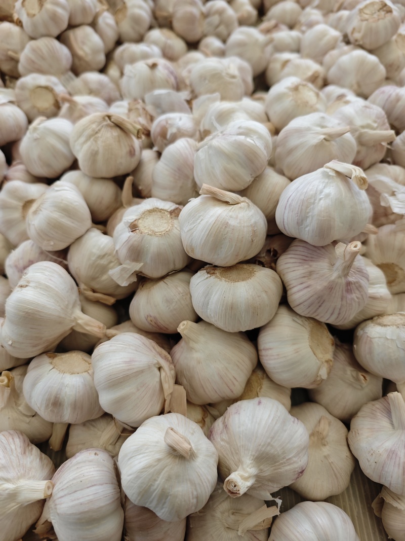 【推荐】金乡大蒜山东大蒜大量上市紫皮大蒜质优价廉全国发货