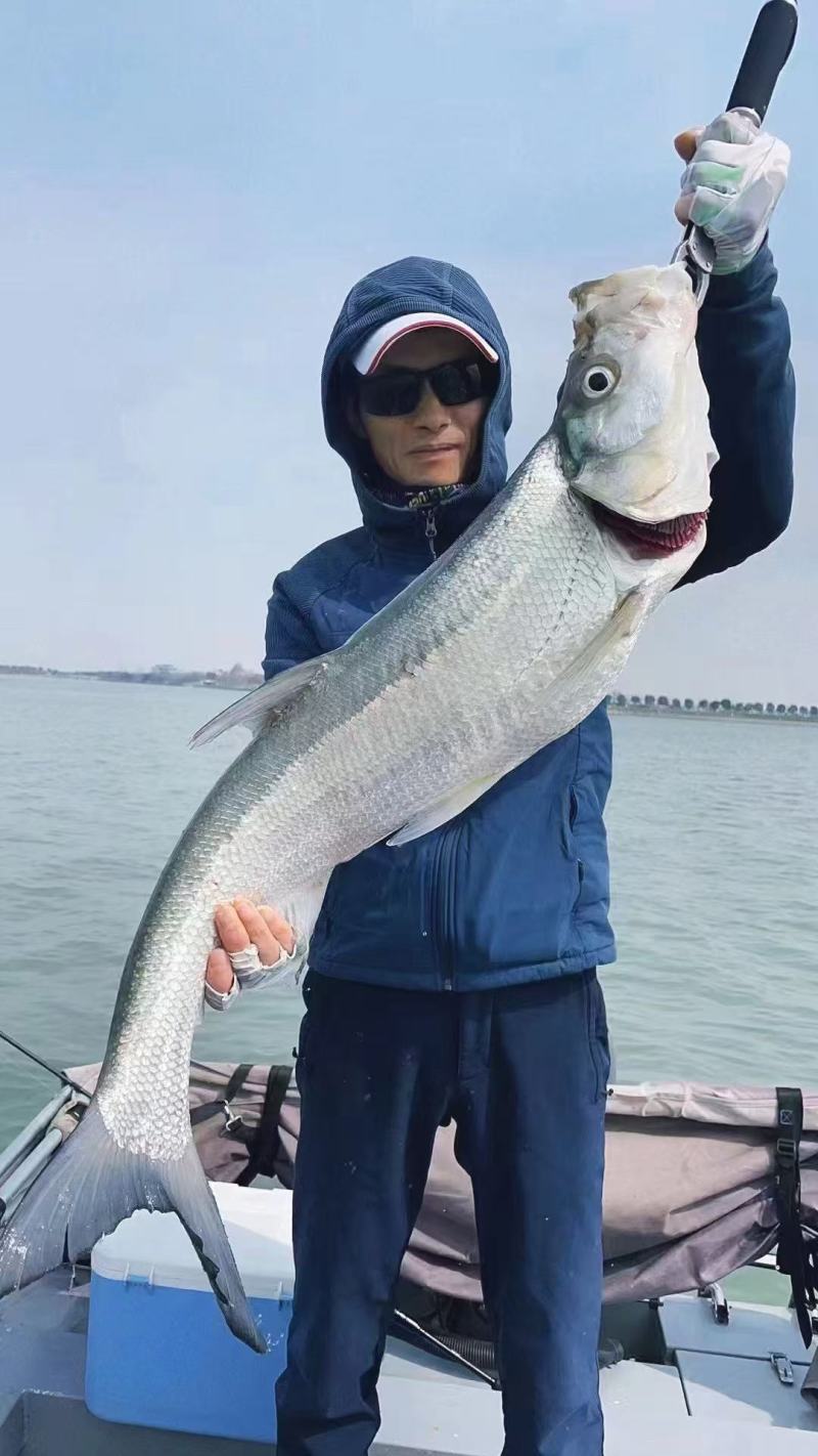 翘嘴（白条）
