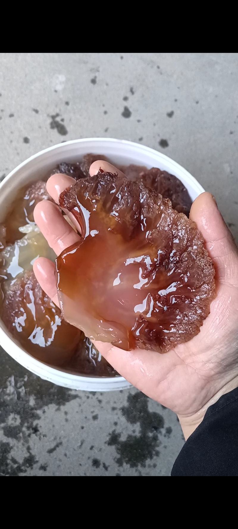 山东渤海湾特大精品尾叶（常年有货、量大从优）