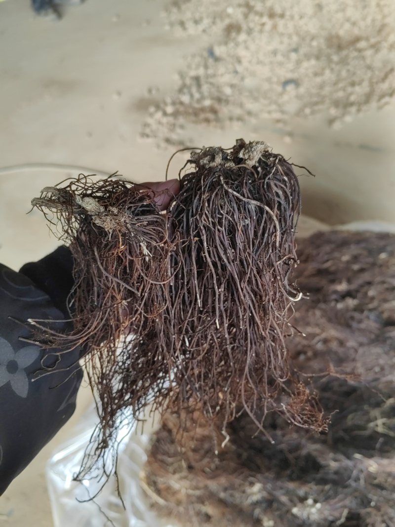 威灵仙水洗摆盘基地直发品质保障量大优惠对接全国