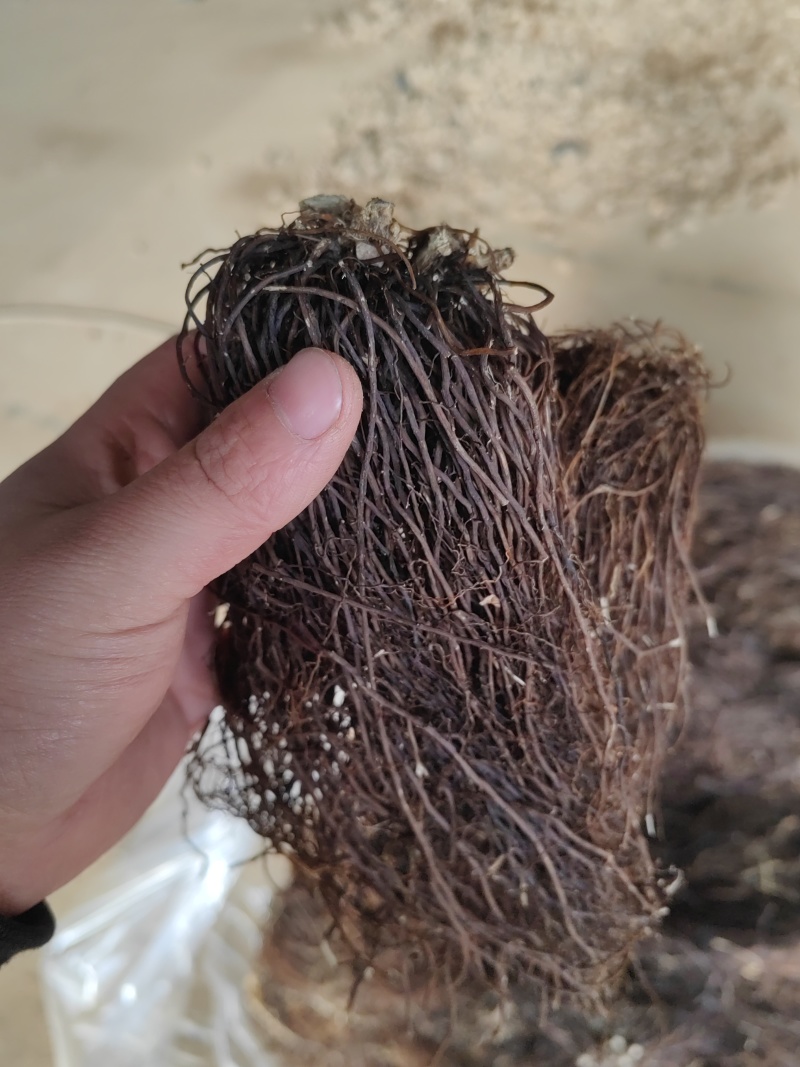 威灵仙水洗摆盘基地直发品质保障量大优惠对接全国
