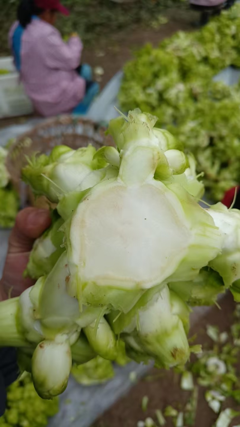 精品儿菜，专业代办，基地供货，质量保证，货源保证