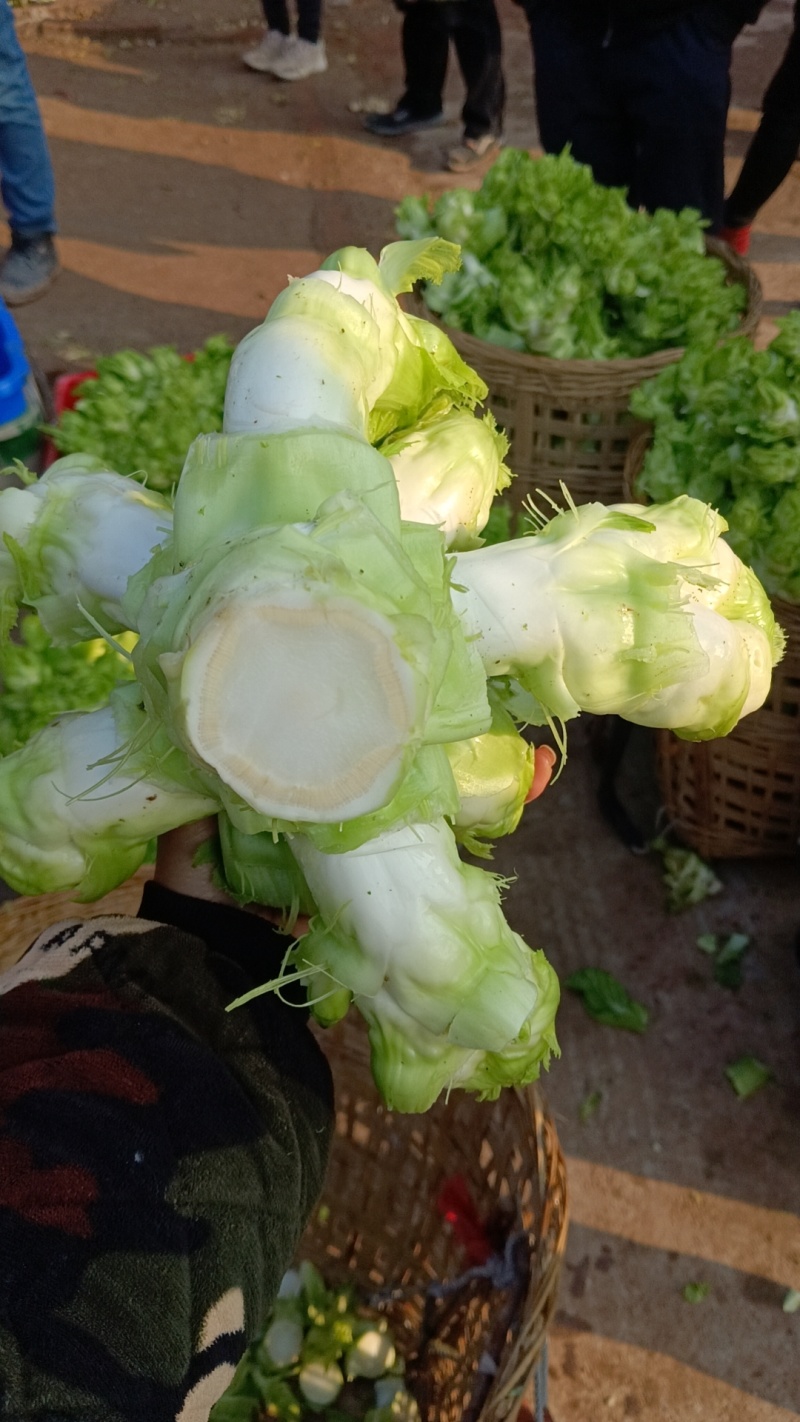 精品儿菜，专业代办，基地供货，质量保证，货源保证