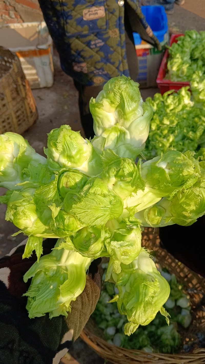 精品儿菜，专业代办，基地供货，质量保证，货源保证