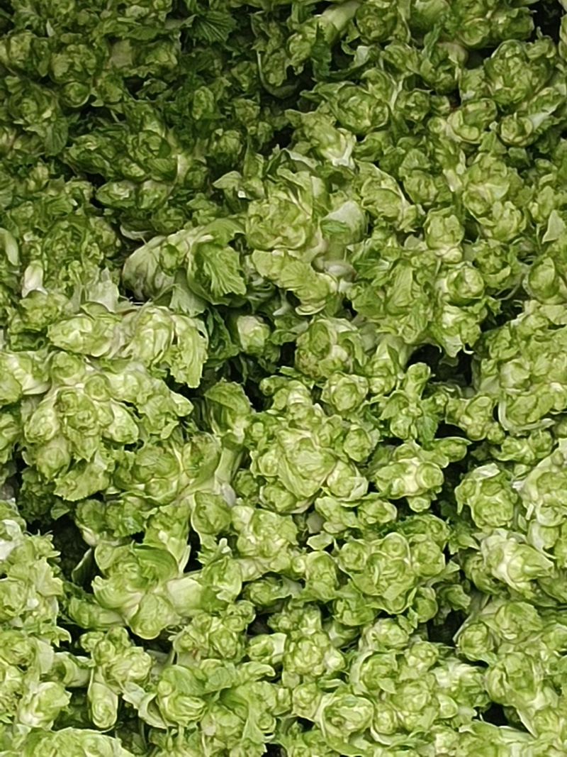 精品儿菜，专业代办，基地供货，质量保证，货源保证