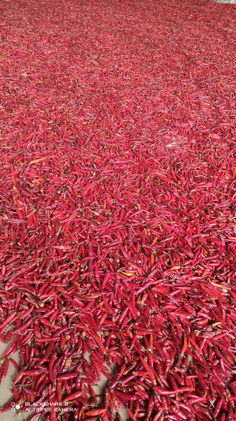 满天星和艳椒