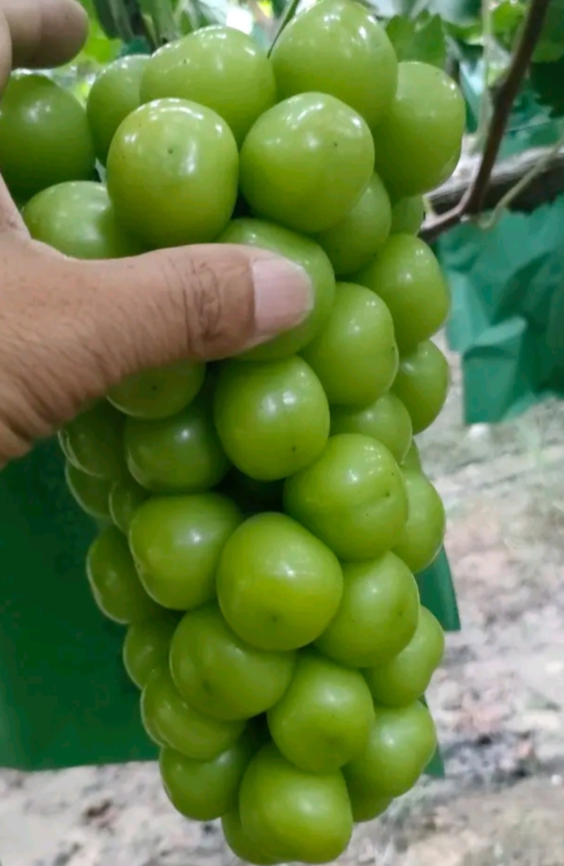 河北，维多利亚葡萄，，大量上市了，质量有保证，诚信第一位